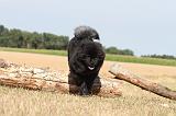 CHOW CHOW 050
